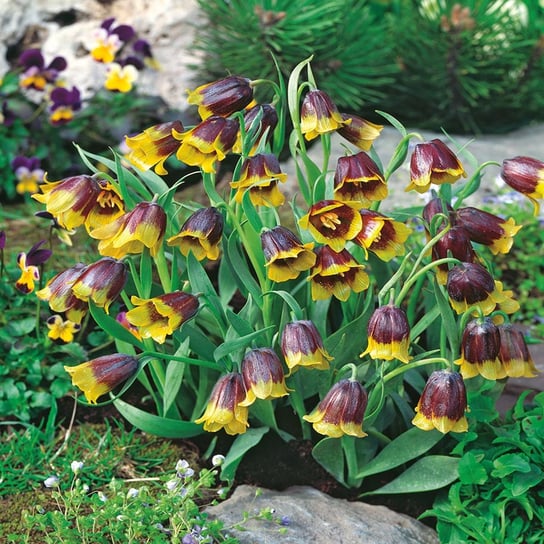 Fritillaria Szachownica Michałowskiego 5 szt BENEX