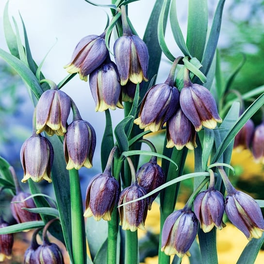 Fritillaria Uva-Vulpis Szachownica Lisie Grono 5 szt Inna marka