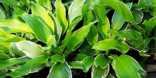 Funkia Hosta ALBOMARGINATA Byliny Do ogrodu Perfekt Klik