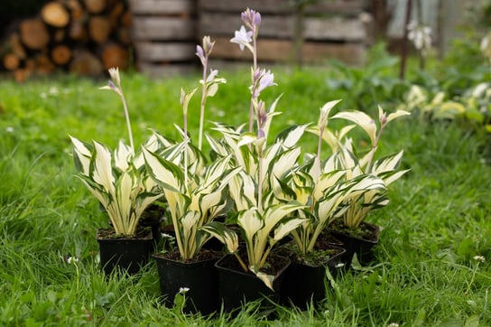 FUNKIA HOSTA FIRE AND ICE !!! sadzonki do ogrodu Perfekt Klik