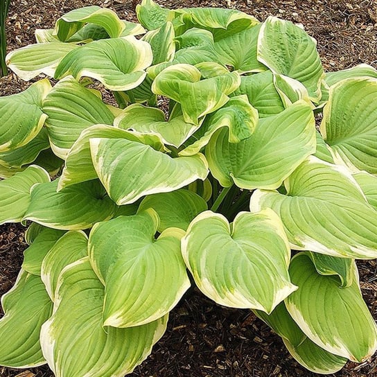 Funkia HOSTA FRAGRANT BOUQUET do ogrodu Perfekt Klik