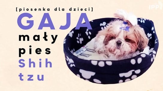 Gaja – mały pies Shih tzu [piosenka dla dzieci] - Idź Pod Prąd Nowości - podcast Opracowanie zbiorowe