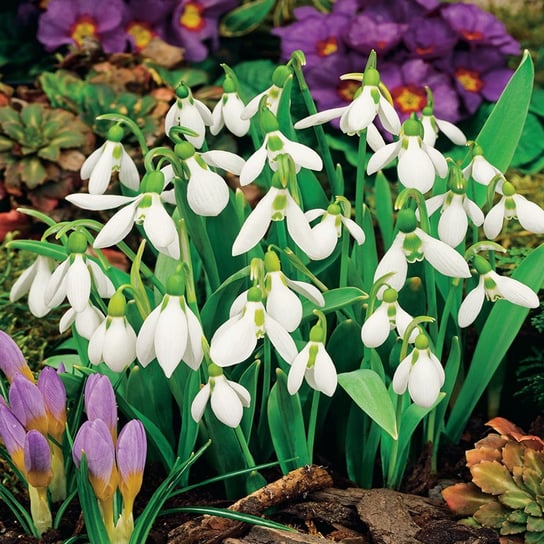 Galanthus Nivalis Śnieżyczka Przebiśnieg 5 szt cebulki BENEX