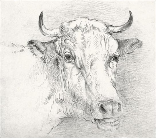 Galeria Plakatu, Head of a Cow, Samuel Colman, 50x50 cm Galeria Plakatu