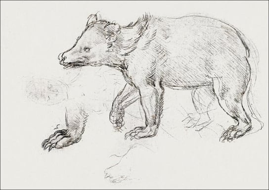 Galeria Plakatu, Plakat, A Bear Walking, Leonardo Da Vinci, 84,1x59,4 cm Galeria Plakatu