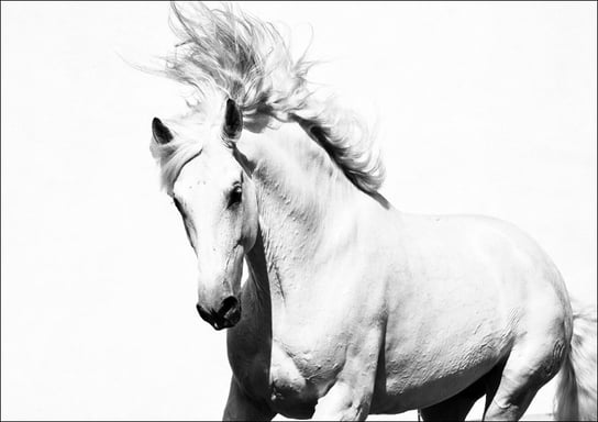 Galeria Plakatu, Plakat, Arabski Koń, 29,7x21 cm Galeria Plakatu