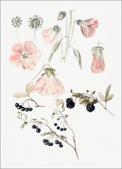 Galeria Plakatu, Plakat, Botanical Detail Studies: Hollyhocks, Blueberries, and Blackberries, Samuel Colman, 20x30 cm Galeria Plakatu