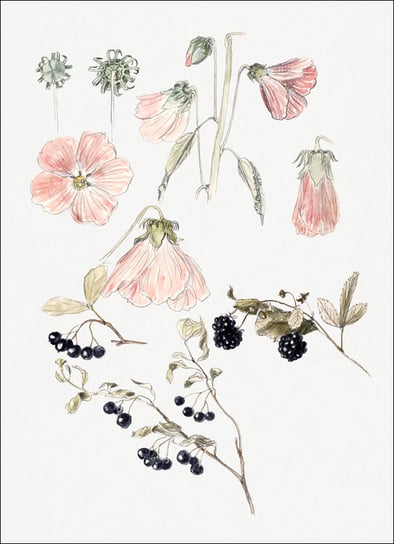 Galeria Plakatu, Plakat, Botanical Detail Studies: Hollyhocks, Blueberries, and Blackberries, Samuel Colman, 21x29,7 cm Galeria Plakatu
