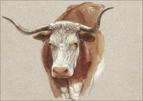 Galeria Plakatu, Plakat, Head of a Cow or Ox, Samuel Colman, 84,1x59,4 cm Galeria Plakatu