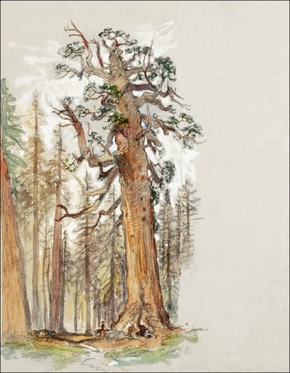 Galeria Plakatu, Plakat, Oak and Evergreen, Samuel Colman, 42x59,4 cm Galeria Plakatu