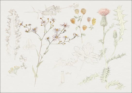 Galeria Plakatu, Plakat, Studies of Meadow Flowers, Samuel Colman, 29,7x21 cm Galeria Plakatu