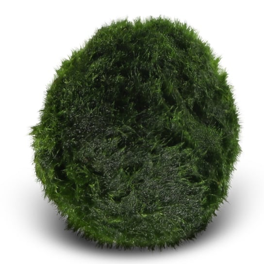 Gałęzatka zielone kulki do akwarium - Eco Plant Marimo Ball Moss 2 - 4cm Inna marka