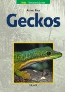 Geckos Falk Astrid