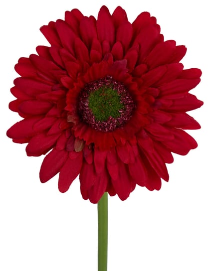 GERBERA GAŁĄZKA CZERWONY 46 CM - 48 SZT Inna marka