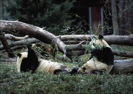 Giant pandas, the star attraction at the Smithsonian Institution’s National Zoo., Carol Highsmith - plakat 84,1x59,4 cm Galeria Plakatu
