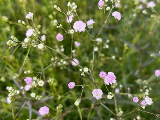 Gipsówka wiechowata PINK WEDDING sadzonka P9 różowa Szkółka Drzew Kowalski