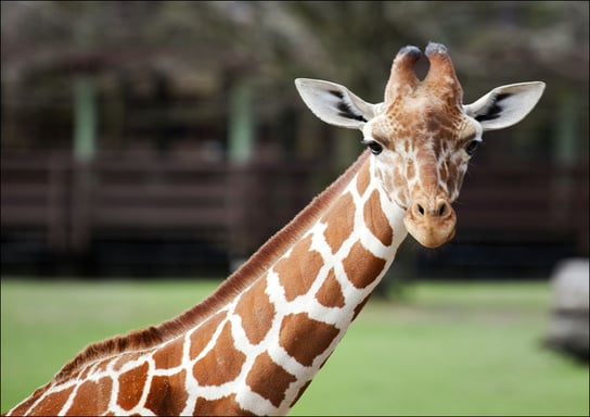 Giraffe at The Montgomery Zoo in Oak Park., Carol Highsmith - plakat 42x29,7 cm Galeria Plakatu