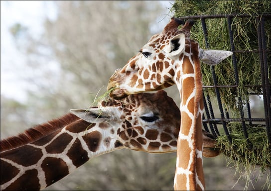 Giraffe couple at The Montgomery Zoo in Oak Park., Carol Highsmith - plakat 29,7x21 cm Galeria Plakatu