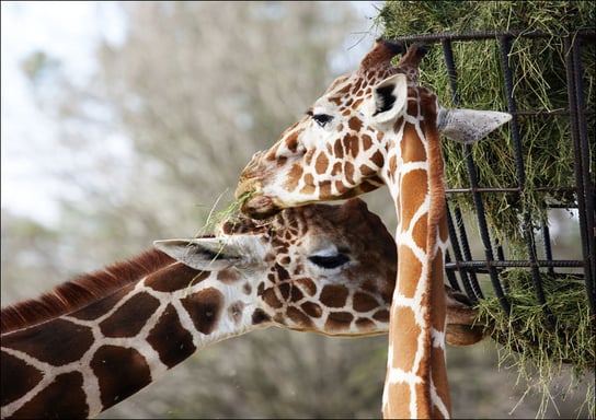 Giraffe couple at The Montgomery Zoo in Oak Park., Carol Highsmith - plakat 50x40 cm Galeria Plakatu
