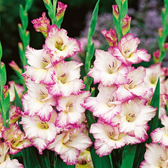 Gladiolus - Mieczyk Biało-Różowy 1 kg Mieczyki Cebulki cebule kwiatowe BENEX