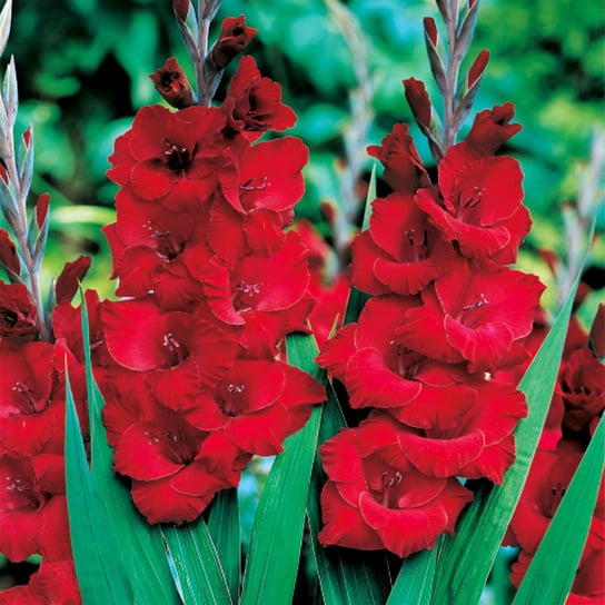 Gladiolus Mieczyk Czerwony 1 kg Mieczyki Cebulki cebule kwiatowe BENEX