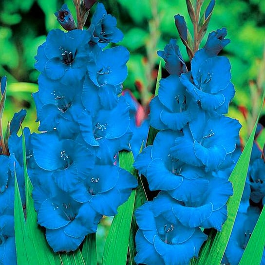 Gladiolus Mieczyk Niebieski 1 kg Mieczyki Cebulki cebule kwiatowe BENEX