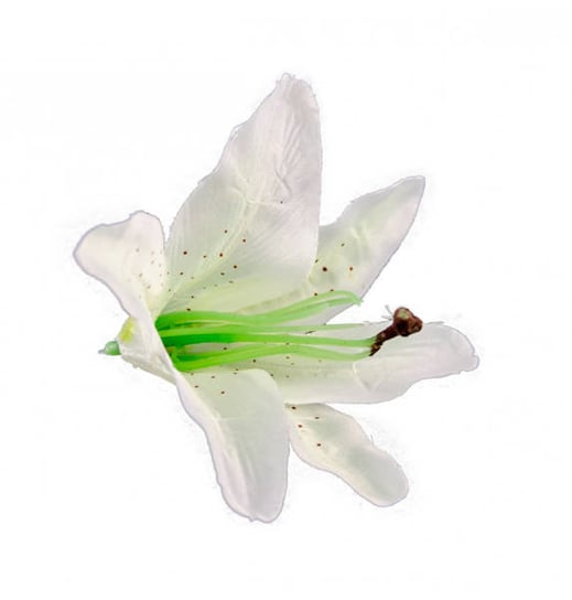 Główki Kwiatów Lilie Białe 6 Szt. Chaks
