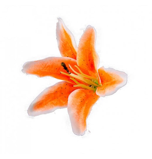 Główki Kwiatów Lilie Pomarańczowe 6 Szt. Chaks