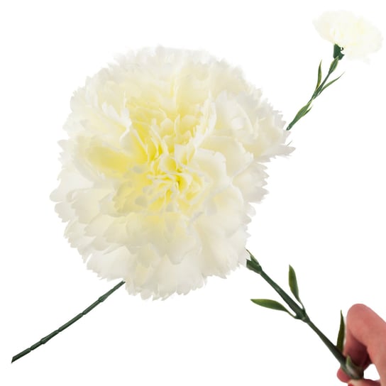 Goździk Goździki Kwiat Pojedynczy Biały Piękny MARTOM