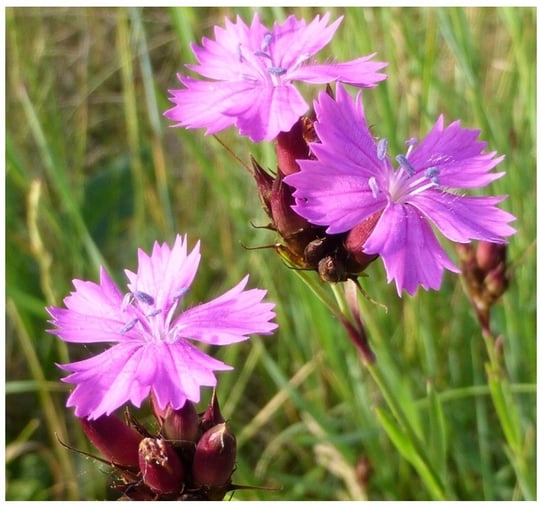 GOŹDZIK KARTUZEK DIANTHUS CARTHUSIANORUM ZAPOMNIANA ODMIANA NASIONA 0,2 G Toraf