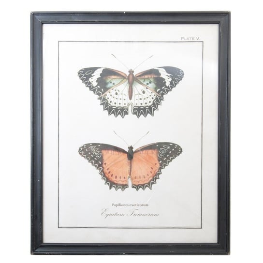 Grafika w drewnianej czarnej ramie z motylami, dekoracja wisząca Clayre & Eef