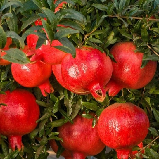 GRANATOWIEC WŁAŚCIWY KARŁOWY PUNICA GRANATUM NANA DobreNasiona.pl