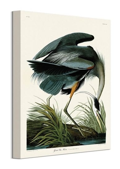Great Blue Heron - obraz na płótnie Art Group