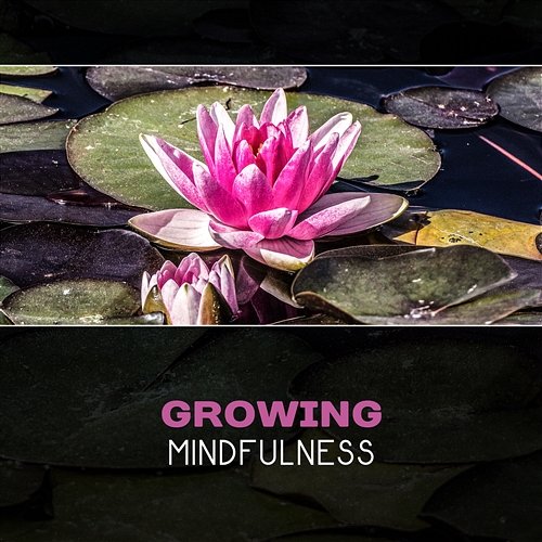 Growing Mindfulness - Along the Sacred Path Meditation Therapy Society