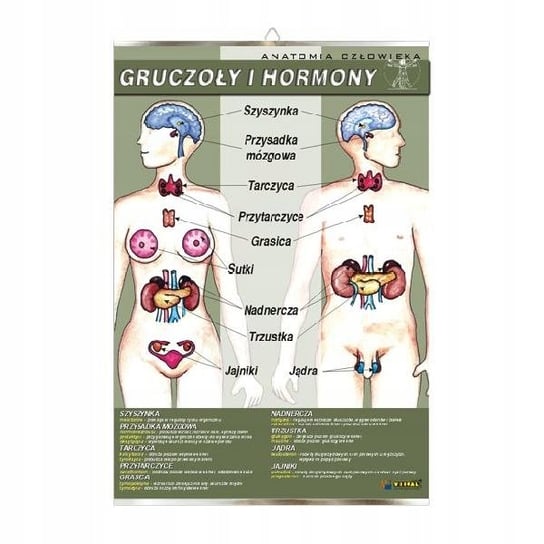 Gruczoły i hormony anatomia plansza plakat VISUAL System