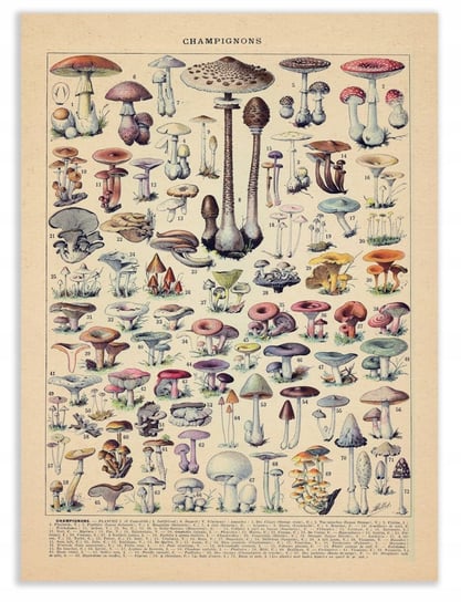 GRZYBY MUSHROOM VINTAGE PLAKAT 30x40cm old stare #374 KMB PRESS