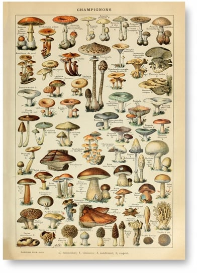 GRZYBY MUSHROOM VINTAGE PLAKAT A2 59,4x42cm #339 KMB PRESS