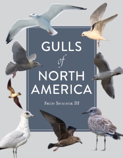 Gulls of North America Fred Shaffer