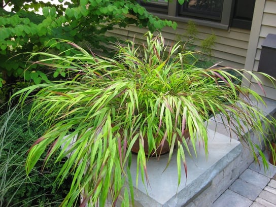 Hakonechloa Trawa bambusowa Beni Kaze P9 jasnozielona Inna marka