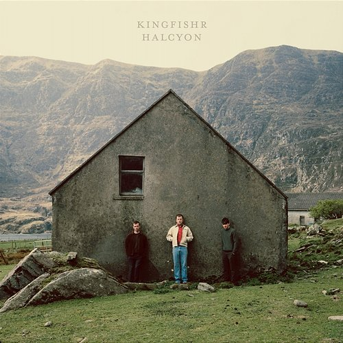 Halcyon Kingfishr