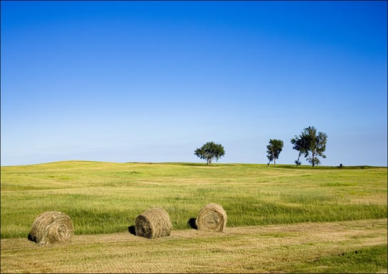 Hay bales are as numerous as the trees in this stretch of rural Nebraska., Carol Highsmith - plakat 50x40 cm Galeria Plakatu