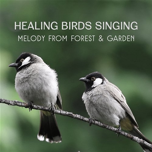 Healing Birds Singing – Melody from Forest & Garden, Improving Your Mood, Best for Peaceful Relaxation, Rest and Meditation Relaxation Zone