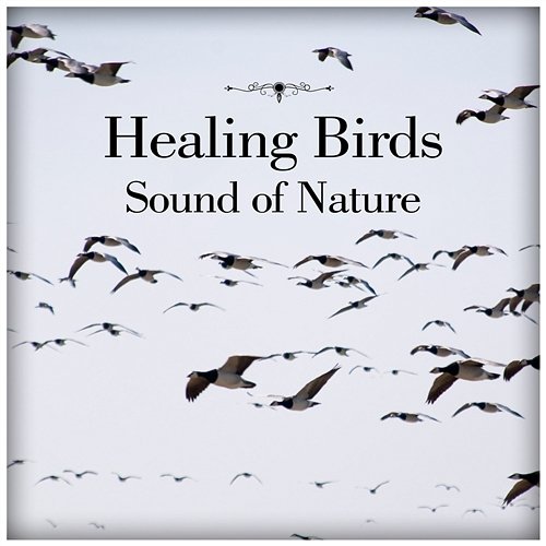 Healing Birds – Sound of Nature: Relaxation Music for Meditation, Yoga, Sleeping Trouble, Spa, Massage & Study, Calming Music Healing Yoga Meditation Music Consort