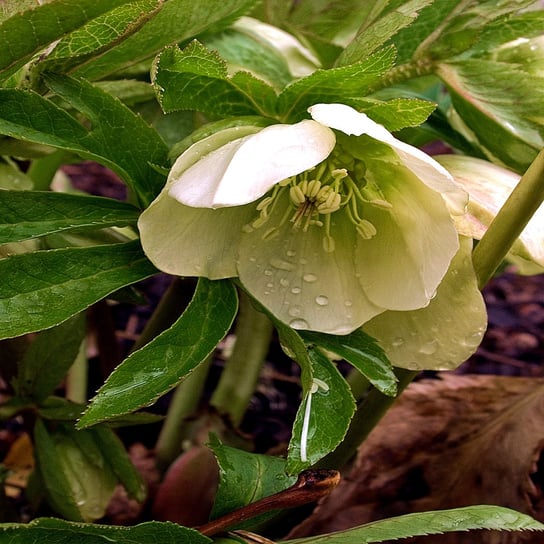 Helleborus Ciemiernik White Lady 1 szt sadzonki sadzonka ciemiernki BENEX