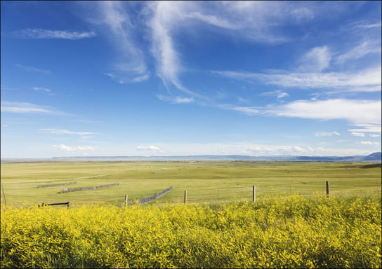 High plains yellow sundrops line the road in the Laramie Plain, a high-plains grassland south of Laramie, Wyoming, Carol Highsmith - plakat 29,7x21 cm Galeria Plakatu