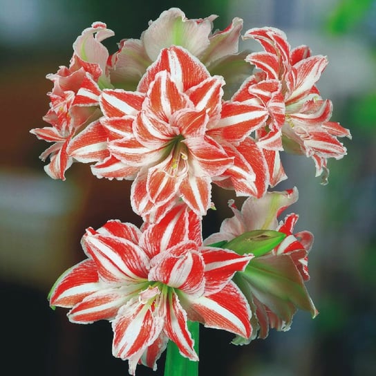 Hippeastrum Amarylis Dancing Queen 1 szt Cebula BENEX