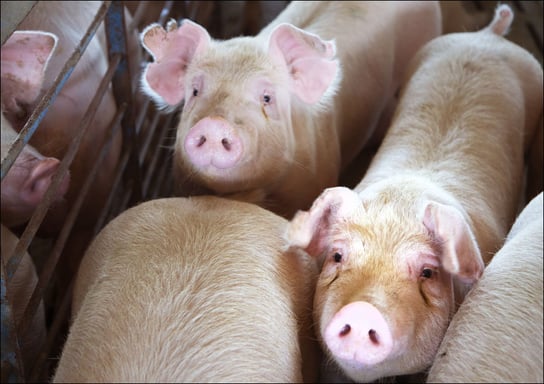 Hogs live out their last days in the "finishing shed," where they are grouped by weight to give smaller animals a fair chance at food., Carol Highsmith - plakat 84,1x59,4 cm Galeria Plakatu