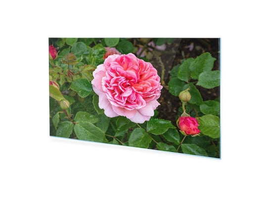 Homeprint, Obraz na szkle, Angielski krzew pięknej róży, 100x50 cm HOMEPRINT