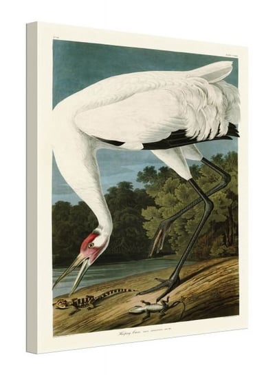 Hooping Crane - obraz na płótnie Art Group