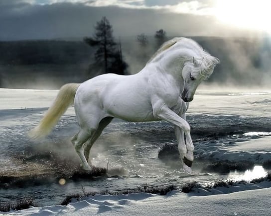 Horse Snow - plakat 50x40 cm GB eye